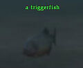 Triggerfish.jpg