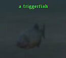 A triggerfish (Queen's Colony)