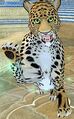 Race leopard.jpg