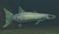 Race barracuda.jpg