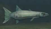 Race barracuda