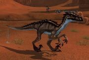 A torrid raptor