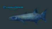 A young icy barracuda