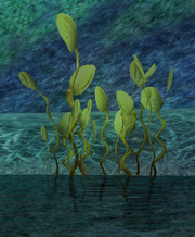 Everdark Reeds