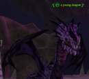 A young dragon