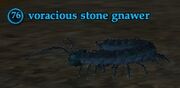Voracious stone gnawer