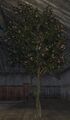 Flowering tree (Visible).jpg