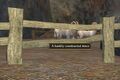 A hastily contructed wooden fence.jpg