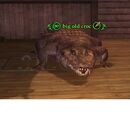 Big old croc