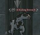 A hiding bovoch