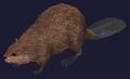 Race beaver.jpg