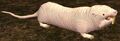 Race molerat.jpg