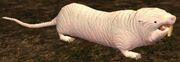 Race molerat