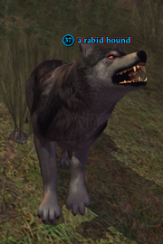 A rabid hound