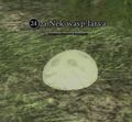 A Nek wasp larva.jpg