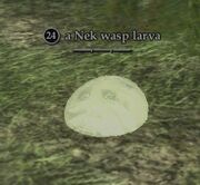 A Nek wasp larva