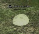 A Nek wasp larva