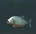A bloodthirsty piranha.jpg