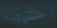 A silt shark