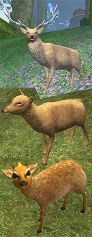 Race deer