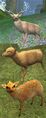Race deer.jpg
