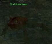 A bile toad forager