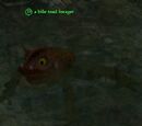 A bile toad forager