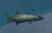 A large Iceclad cod