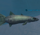 A large Iceclad cod