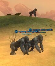A young bush gorilla