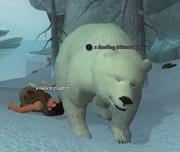 A feeding blizzard grizzly