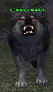 An adolescent snarler
