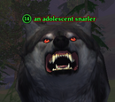 An adolescent snarler