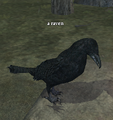 A raven.png