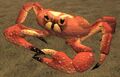Race crab.jpg