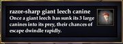 Razor-sharp giant leech canine