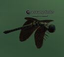 A swamp feeder