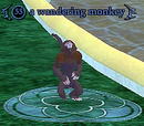 A wandering monkey