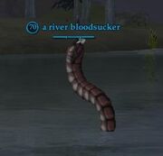 A river bloodsucker