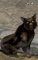 A cat.jpg