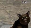 A cat