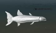 A ghastly barracuda