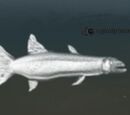A ghastly barracuda