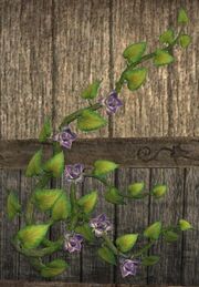Wall-clinging vine (Visible)