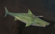 A reef stalker