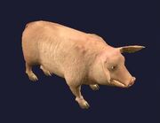 A Pig Plushie (Placed)