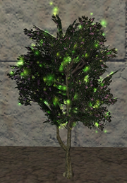 A blessed sapling (Visible)