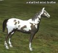 A startled mini trotter.jpg