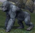 Race gorilla.jpg