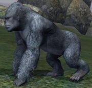 Race gorilla